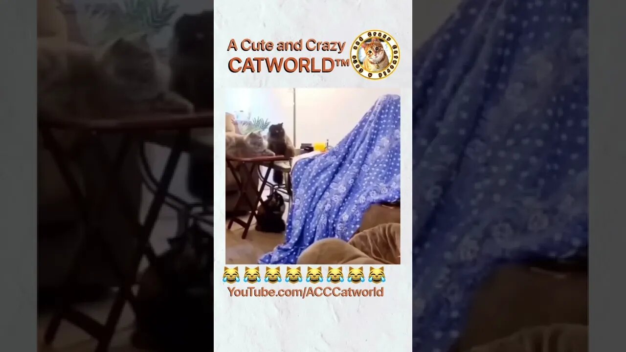 You WON’T Stop Laughing! 😹 He Gave New Meaning to "Scaredy Cat" 🙀 (#214) | Funny Cat Videos #Shorts