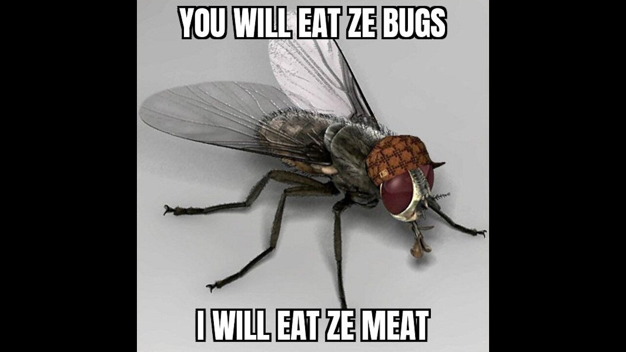 Eat Ze Bugs