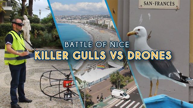 Killer seagulls vs drones: the battle over city of Nice