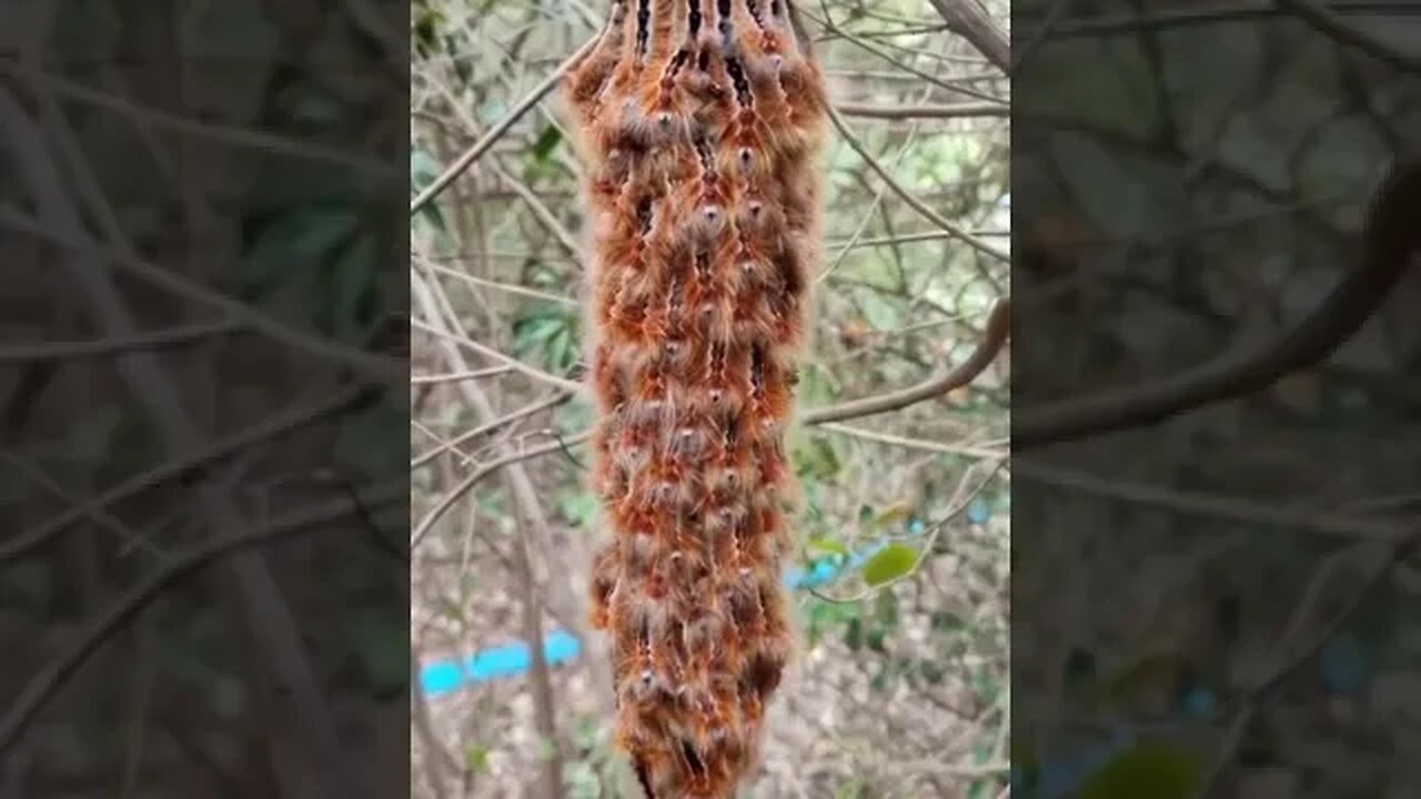 Cape Lappet caterpillars are known to respond to human voice and noise...