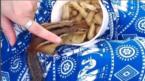 Touching Chipmunks / Showing Porchie Pig Some Back Yard Love - With Wildlife Tips!