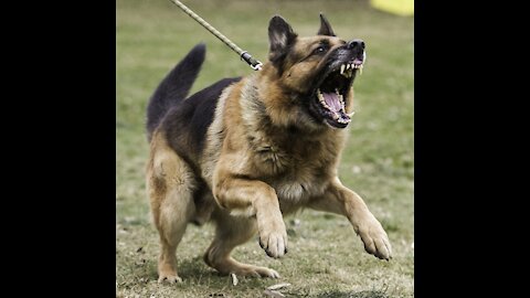 MAKE YOUR DOG BECOME FULLY AGGRESSIVE