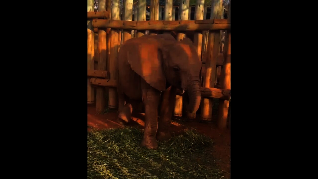 Baby elephant relaxes, eats grass with his back legs crossed