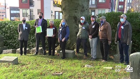 Copper Beech tree in Towson to be removed