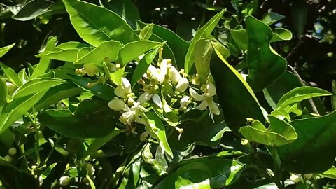 Abejas en las flores del naranjo - Tacuarembó, Uruguay (27/09/2022)