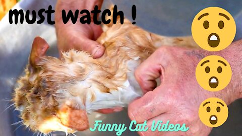 Funny Cat Videos - little cat is bathing so funny