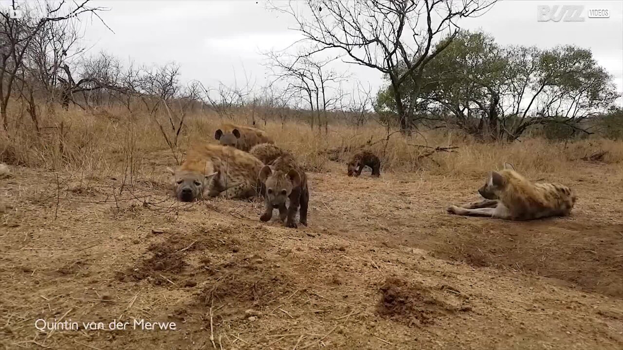 Cuccioli di iena si avvicinano a un'auto durante il Safari