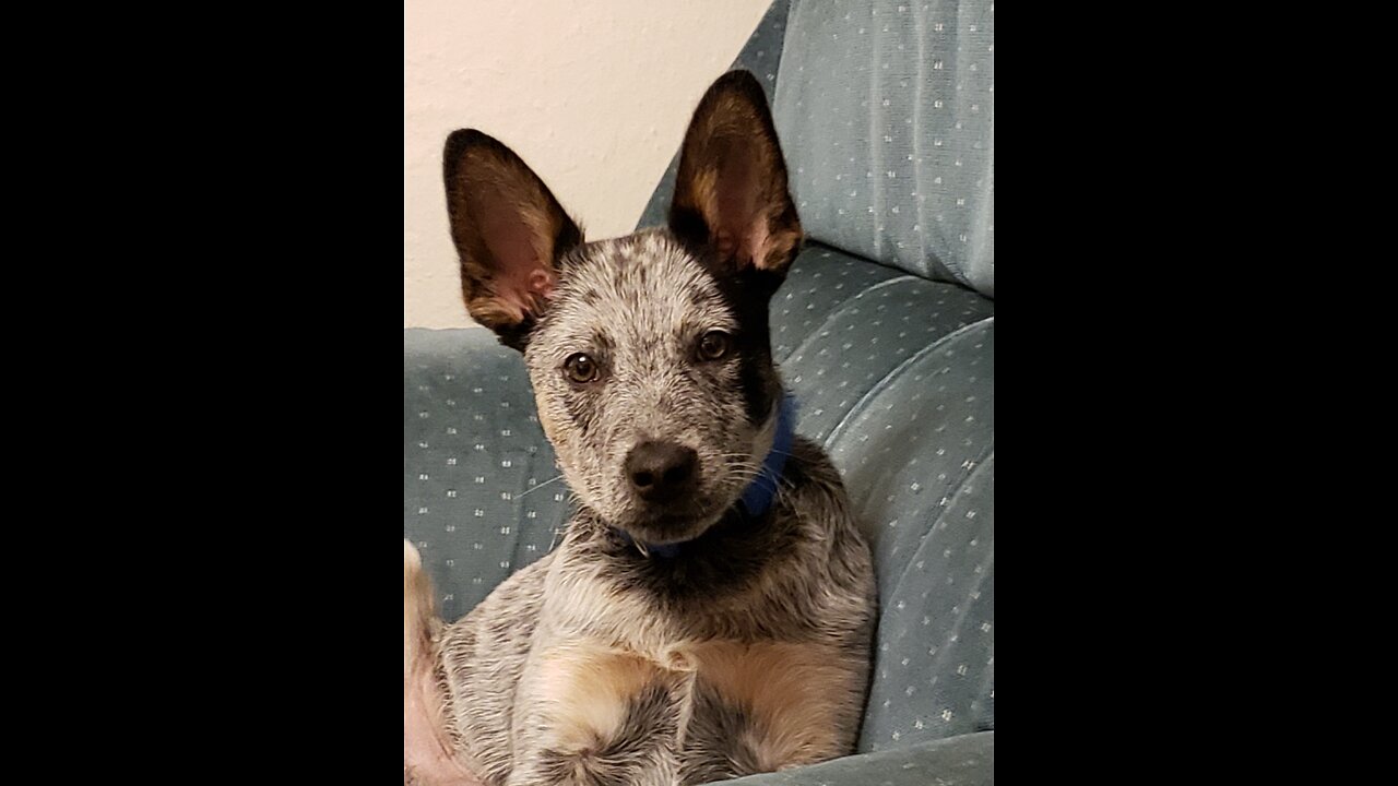 Loki, learning to ask to go outside.