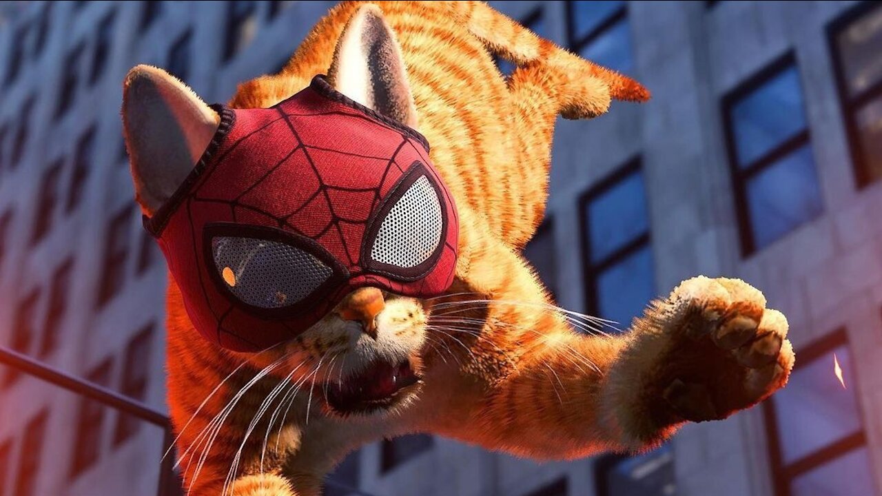 Cute Spider Cat