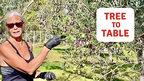 How We Harvested Our Olives, The Process & Cost - Off Grid Italy