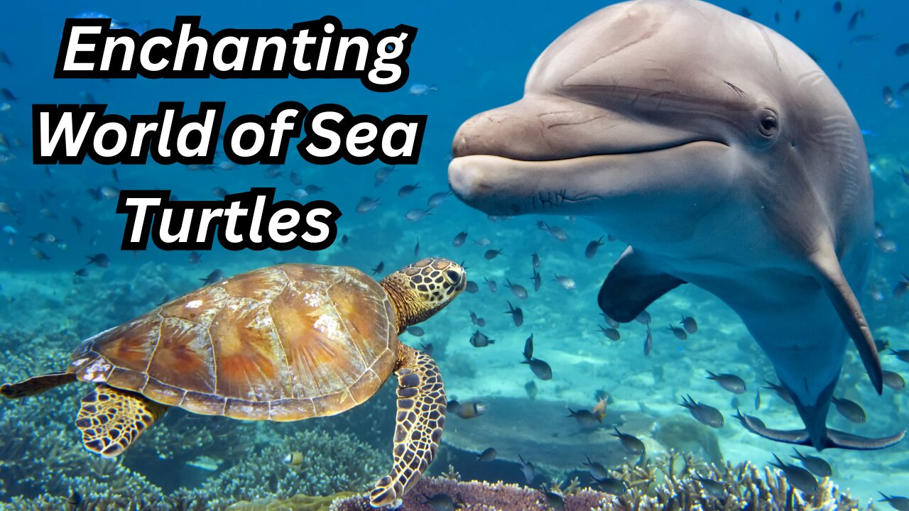 Discover the Enchanting World of Sea Turtles