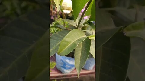 flowering on mango plant #shorts #garden