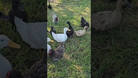 pretty peaceful morning #chicken #duck #farm #homestead #video #shorts