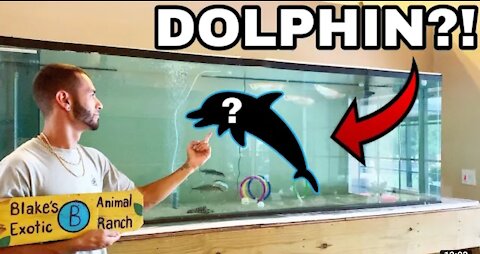 PET BABY DOLPHINS IN FRESHWATER HOME AQUARIUM!!