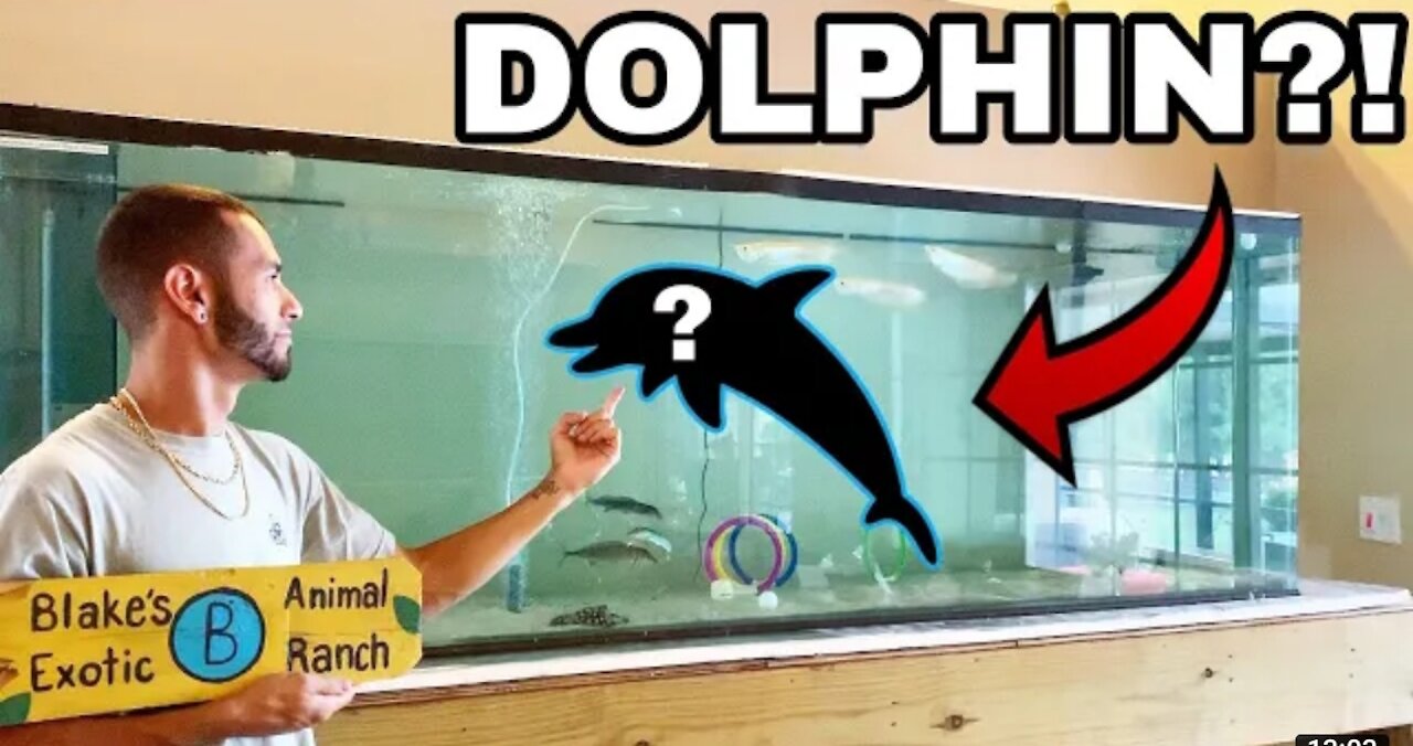 PET BABY DOLPHINS IN FRESHWATER HOME AQUARIUM!!