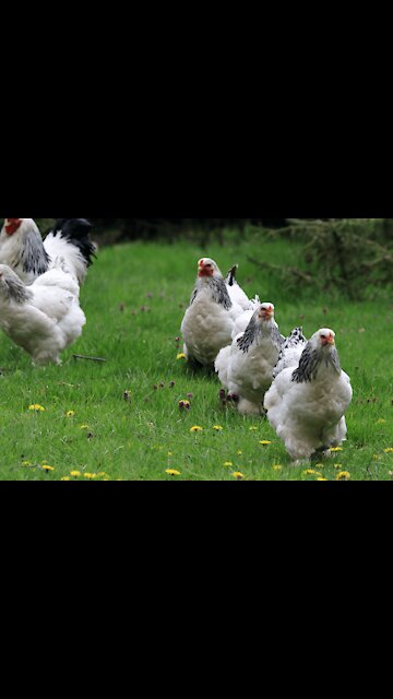 Cute brahma chicken eating
