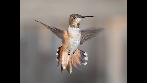 Hummingbird