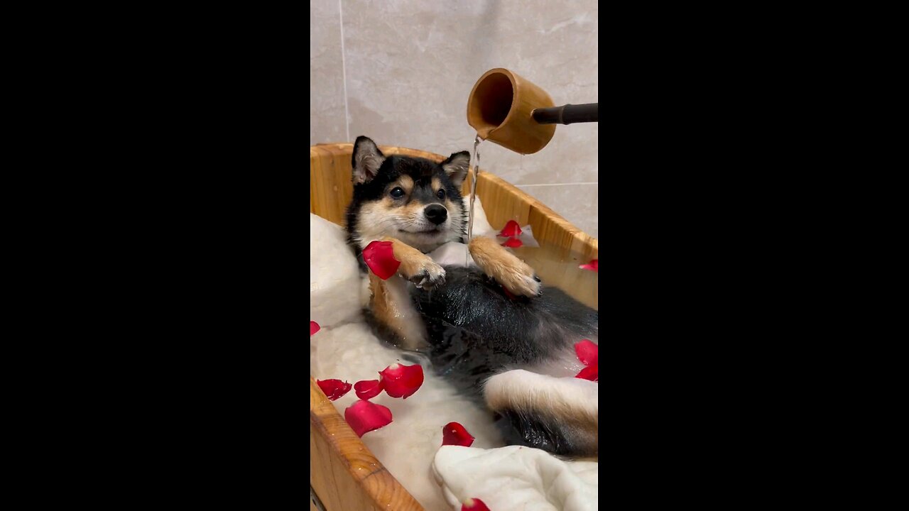 dog bathing