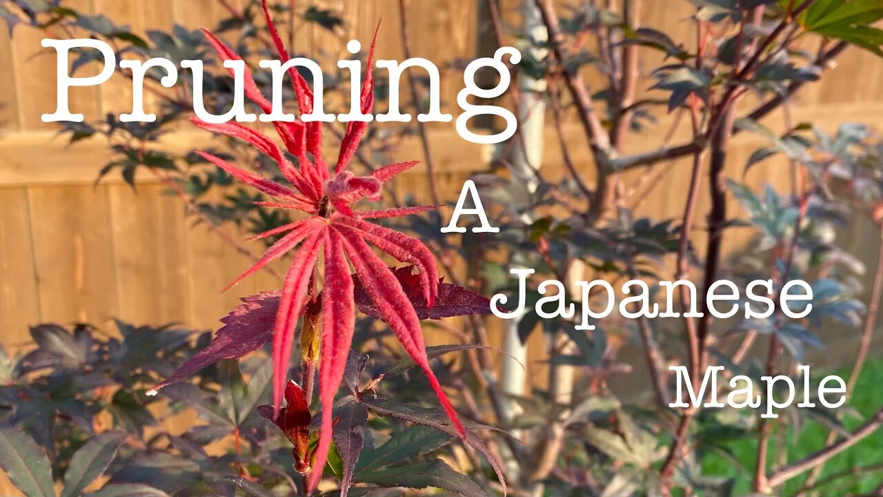 Pruning a Japanese Maple