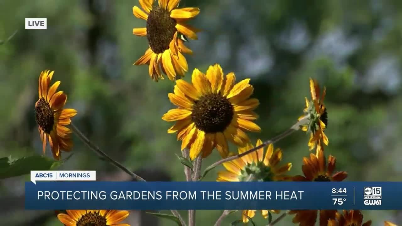 Protecting gardens from the summer heat