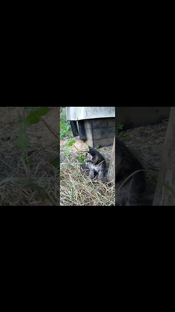 Kitten Exploring the Weeds