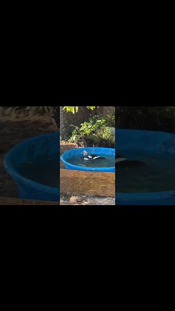 Happy Ducks, new pool #duck #nature #shorts