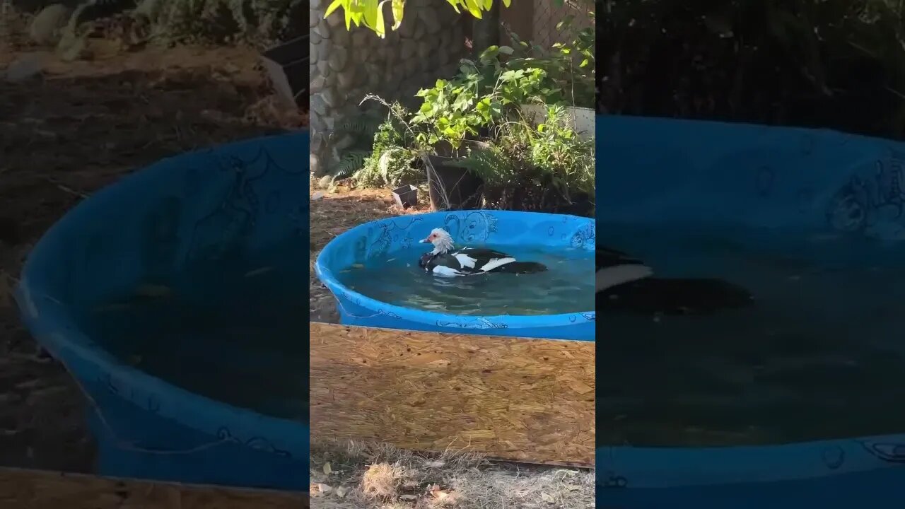 Happy Ducks, new pool #duck #nature #shorts