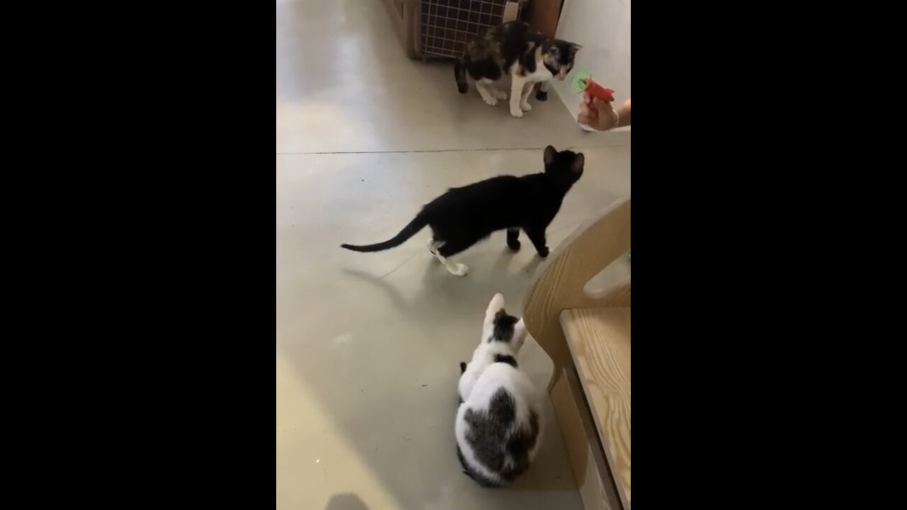 Baby cats playing with toys