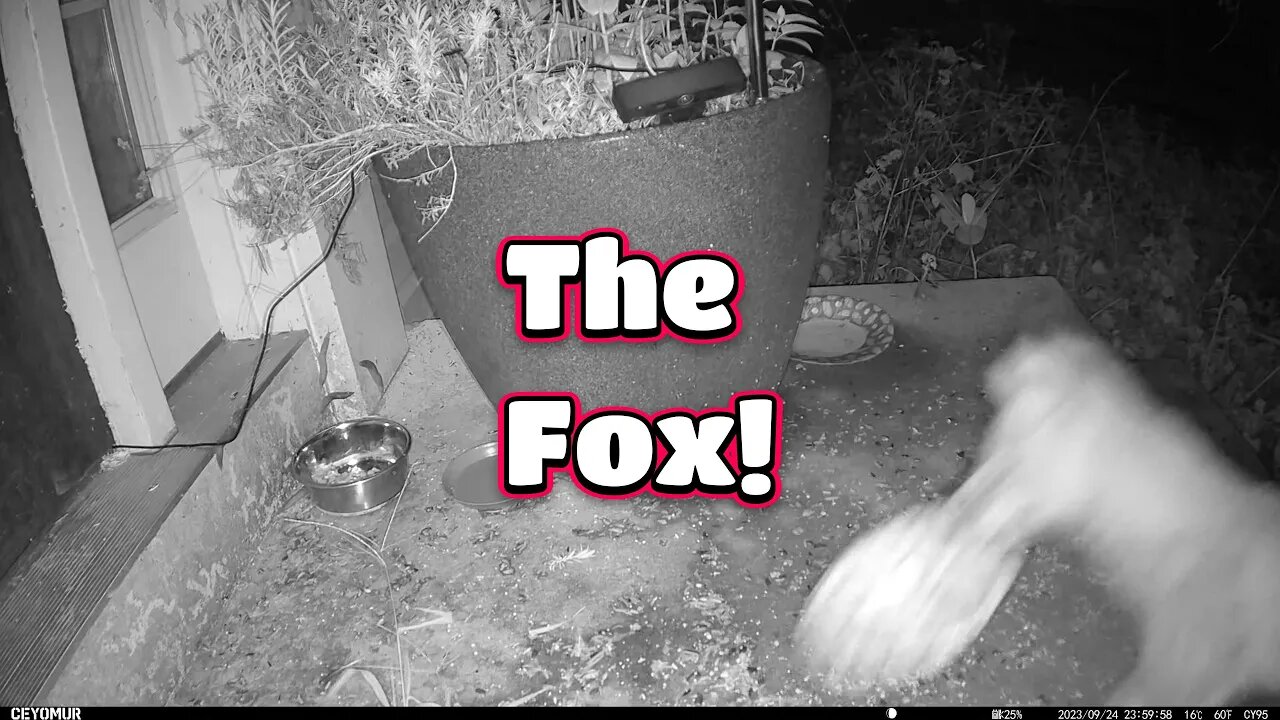 The Fox Tries To Steal The Whole Bowl Of Cat Food! 🦊