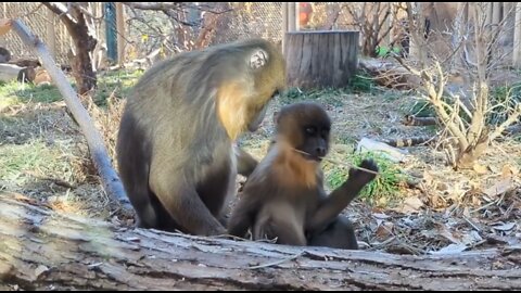 Mother monkey's love for her child