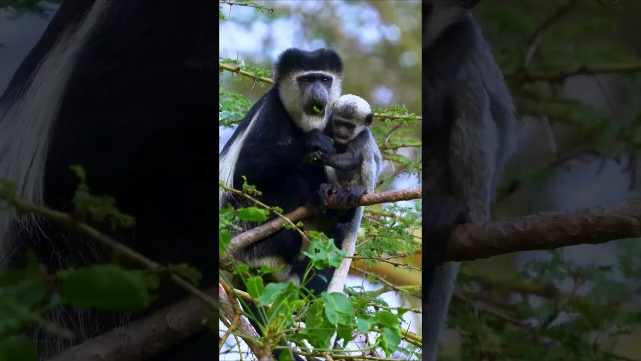 Colobus Monkey and Baby #shorts #short