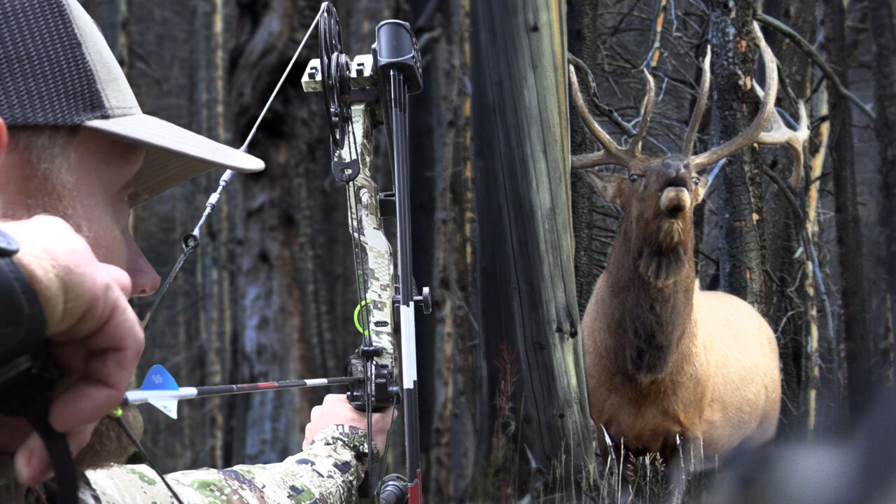 SCREAMING bulls IN YOUR FACE! Bow hunting elk, public land DIY