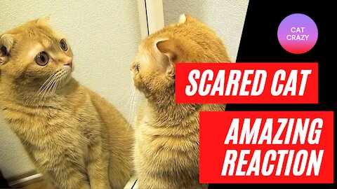 Cat scared to see itself in the mirror has surprising reaction