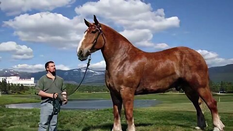 Top 10 Tallest Horses in the World