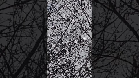 crows #shorts