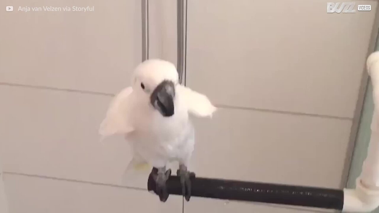 Ce cacatoès prend sa douche comme un grand!