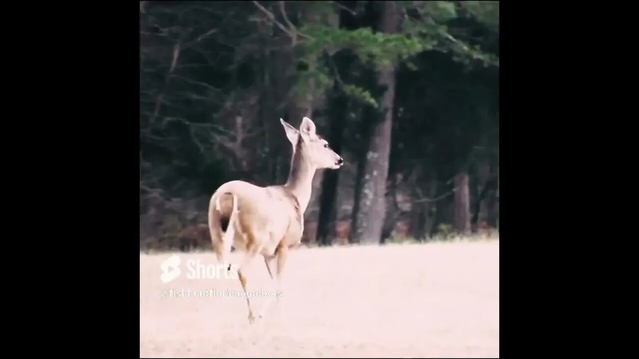 deer in field