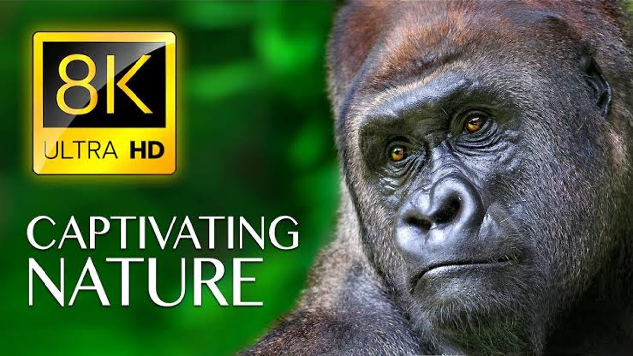 WORLD OF ANIMALS 8K Ultra HD – Animals Around The Planet with REAL Nature Sounds