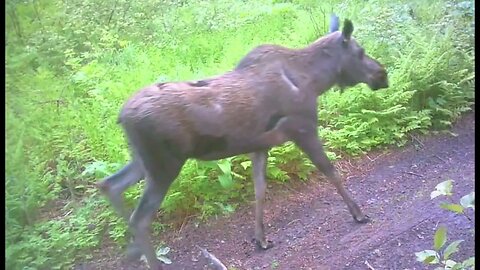 Moose, Babies and bears ooh my. Critters around the property between us and the tracks.