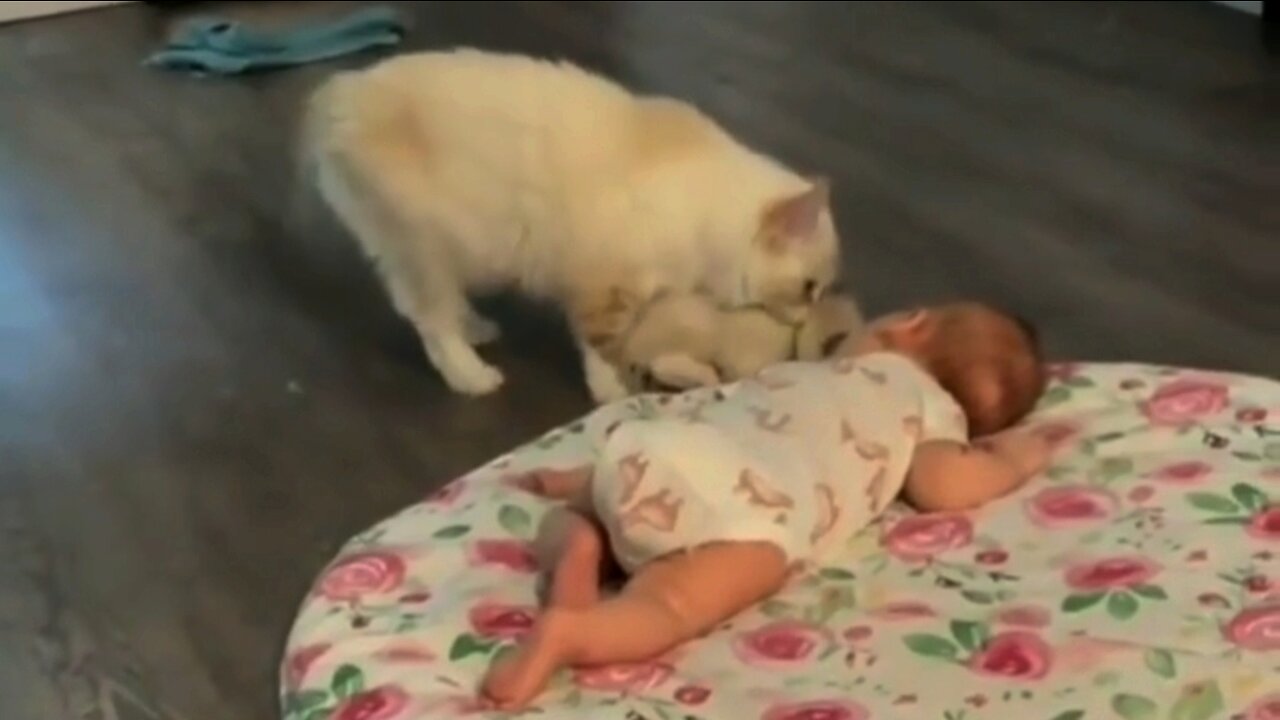 Cat And Child Love You Must Love This Lovely Video