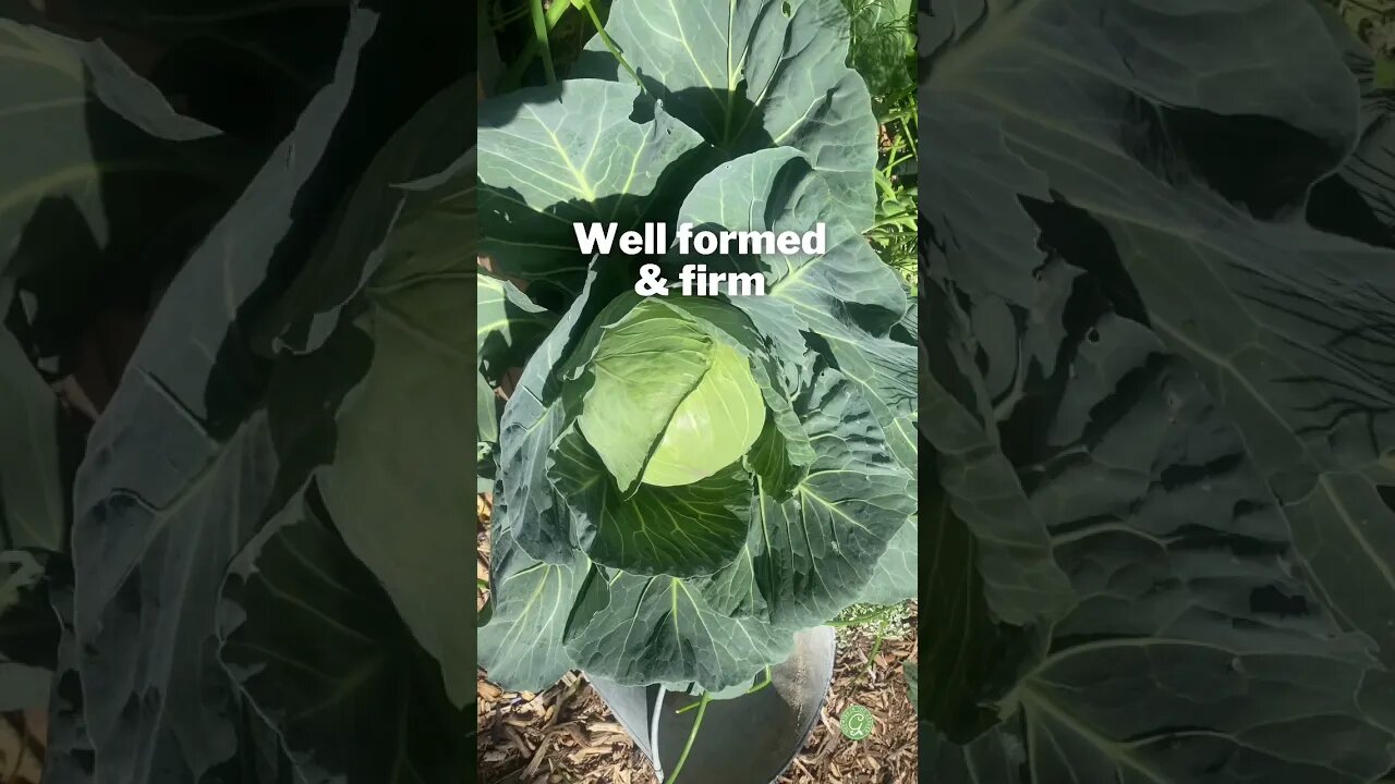 When to HARVEST CABBAGE