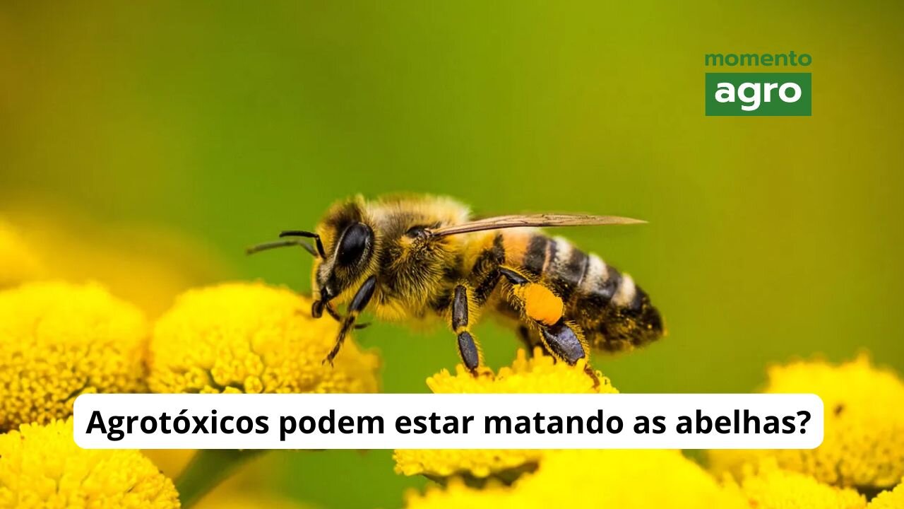 Agrotóxico pode estar matando apiário de 200 anos - MOMENTO AGRO