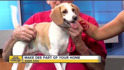 Rescues in Action July 8, 2018: Make Dee part of your family