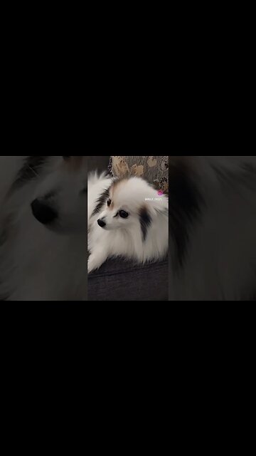 Rose #vlogger #lifestyleinfluencer #dogshorts