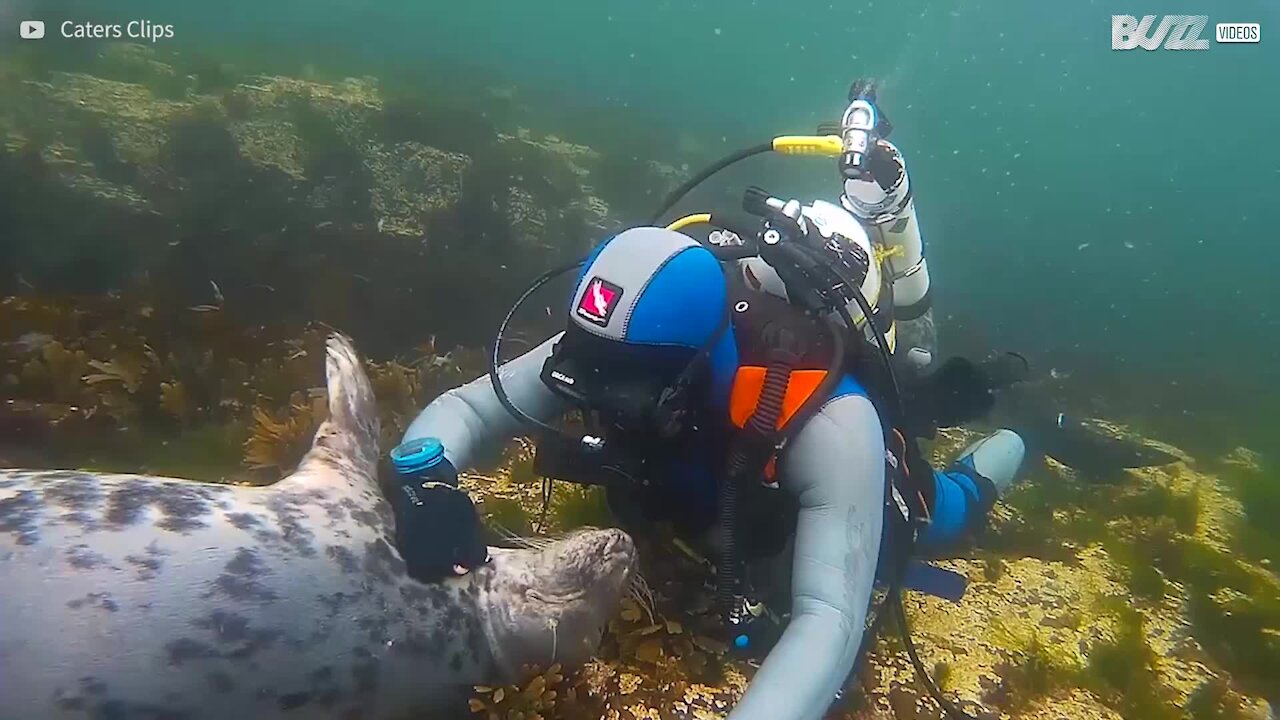 Incredibile! Foca grigia si innamora di un sub