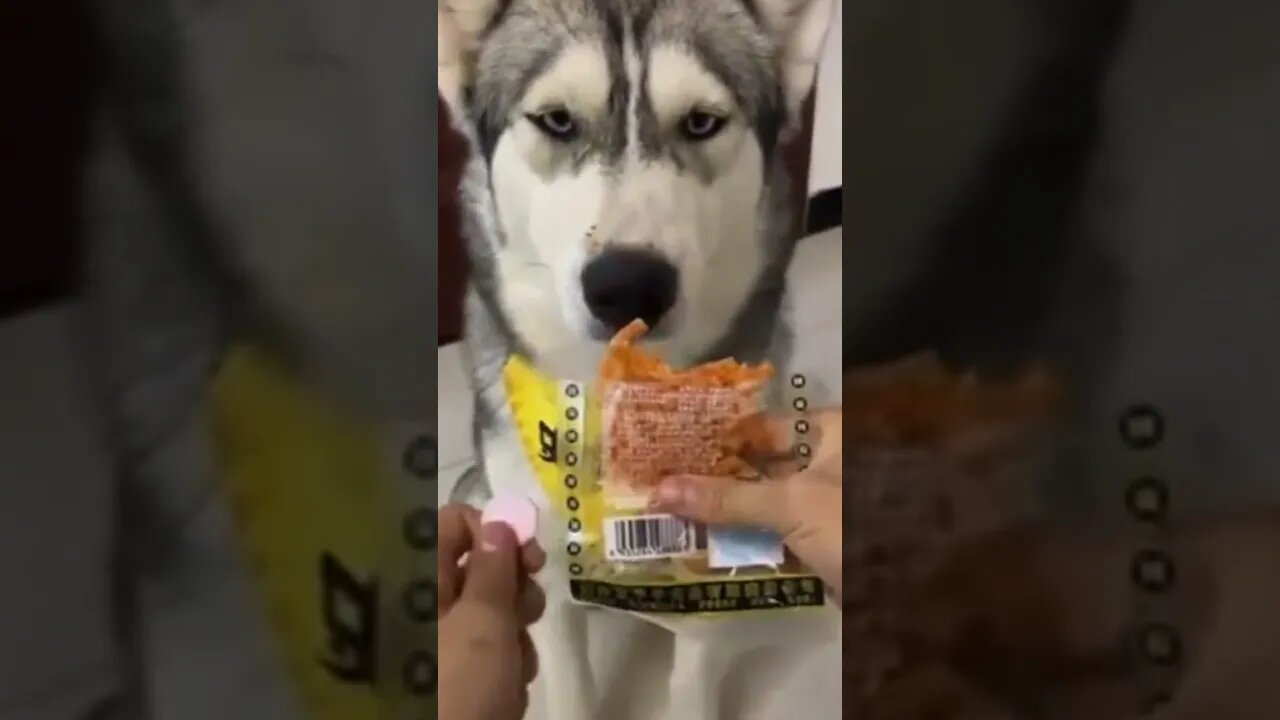 Dog also like packed food but not medicine like us 😂 | #Shorts #Animals #Dog