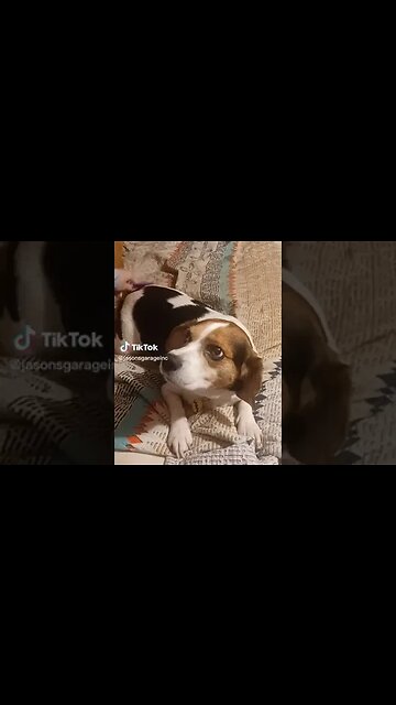 Is this dog complaining ?