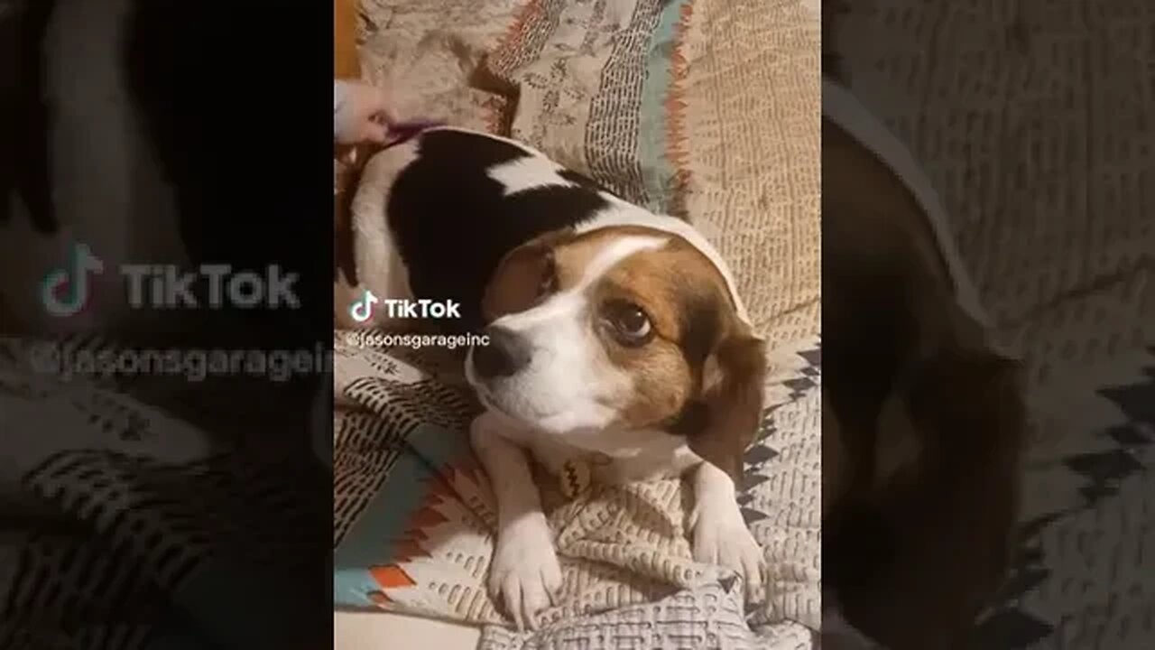 Is this dog complaining ?