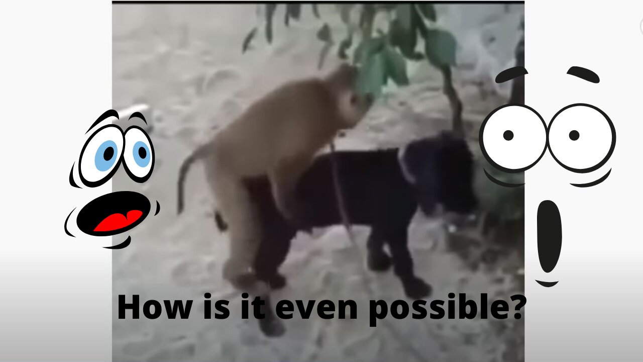 WOW!!Different animals MATING! - Is that for REAL??