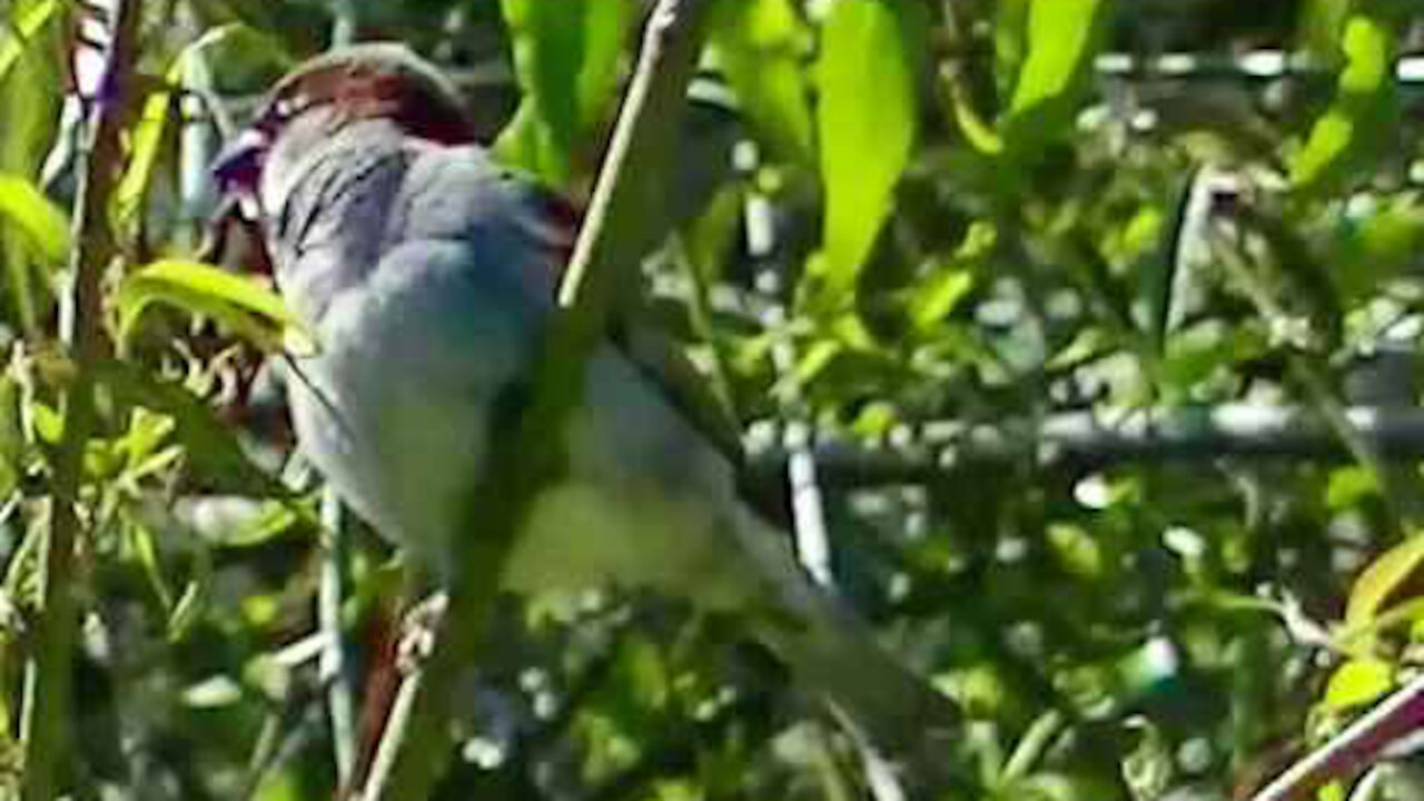 IECV NV #339 - 🐤 Male House Sparrow In The Weeping Willow Tree 5-23-2017